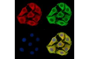 ABIN7095163 and ABIN7099219 staining Hela cells by IF/ICC. (METRN Antikörper)