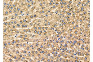 ABIN6260923 and ABIN6279329 at 1/100 staining Rat liver tissue by IHC-P. (CNTNAP4 Antikörper  (C-Term))