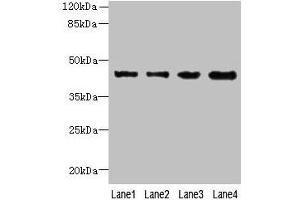 Western blot All lanes: KCTD9 antibody at 8 μg/mL Lane 1: MCF-7 whole cell lysate Lane 2: HepG2 whole cell lysate Lane 3: HT29 whole cell lysate Lane 4: U251 whole cell lysate Secondary Goat polyclonal to rabbit IgG at 1/10000 dilution Predicted band size: 43 kDa Observed band size: 43 kDa (KCTD9 Antikörper  (AA 1-200))