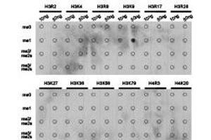 Dot-blot analysis of all sorts of methylation peptides using H3K9me1 antibody. (Histone 3 Antikörper  (H3K9me))