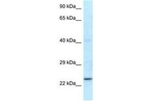 Image no. 1 for anti-Ring Finger Protein 141 (RNF141) (N-Term) antibody (ABIN6747518) (RNF141 Antikörper  (N-Term))