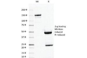 SDS-PAGE Analysis of Purified, BSA-Free Ornithine Decarboxylase Antibody (clone ODC1/487). (ODC1 Antikörper)