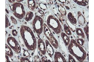 Immunohistochemical staining of paraffin-embedded Human Kidney tissue using anti-RNH1 mouse monoclonal antibody. (RNH1 Antikörper)