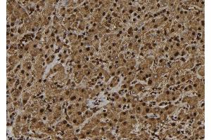 ABIN6272453 at 1/100 staining Human liver tissue by IHC-P. (UBE3B Antikörper  (C-Term))