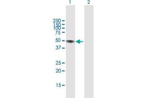 Western Blot analysis of LIPA expression in transfected 293T cell line by LIPA MaxPab polyclonal antibody. (Lipase A Antikörper  (AA 1-399))