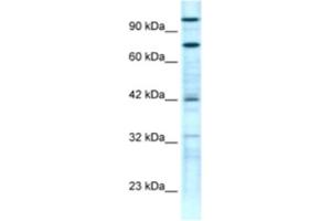 Western Blotting (WB) image for anti-Zinc Finger Protein 23 (ZNF23) antibody (ABIN2460739) (ZNF23 Antikörper)