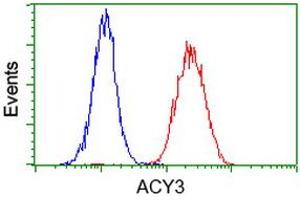 Image no. 3 for anti-Aminoacylase 3 (ACY3) antibody (ABIN1496467) (Aminoacylase 3 Antikörper)