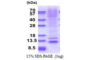 SDS-PAGE (SDS) image for Nucleoporin 62kDa C-terminal Like (NUP62CL) (AA 1-72) protein (His tag) (ABIN5853609) (NUP62CL Protein (AA 1-72) (His tag))