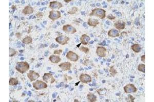 Immunohistochemical staining (Formalin-fixed paraffin-embedded sections) of human brain with TNFRSF18 polyclonal antibody  at 4-8 ug/mL working concentration. (TNFRSF18 Antikörper  (C-Term))
