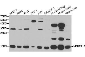 Western Blotting (WB) image for anti-NADH Dehydrogenase (Ubiquinone) 1 alpha Subcomplex, 13 (NDUFA13) antibody (ABIN1876600) (NDUFA13 Antikörper)