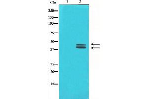 Western blot analysis on COLO205 cell lysate using ERK1/2 Antibody,The lane on the left is treated with the antigen-specific peptide. (ERK1/2 Antikörper)