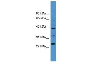 BTNL8 antibody used at 0. (BTNL8 Antikörper  (Middle Region))