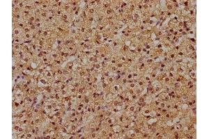 IHC image of ABIN7145380 diluted at 1:500 and staining in paraffin-embedded human adrenal gland tissue performed on a Leica BondTM system. (RFNG Antikörper  (AA 71-331))