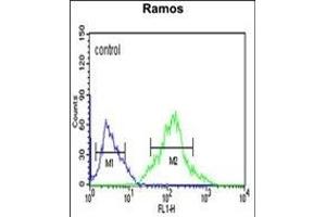 Flow Cytometry (FACS) image for anti-Forkhead Box P1 (FOXP1) (AA 650-677), (C-Term) antibody (ABIN653806)
