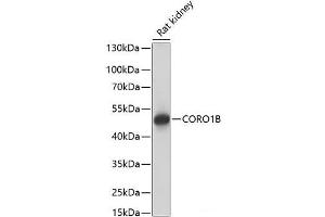 Western blot analysis of extracts of Rat kidney using CORO1B Polyclonal Antibody at dilution of 1:1000. (CORO1B Antikörper)