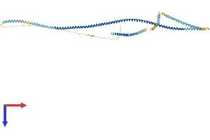 CKAP4 Protein (AA 1-575) (His tag)