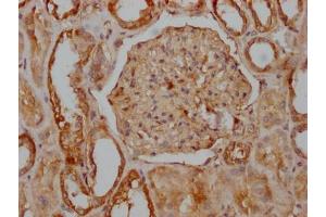 IHC image of ABIN7127577 diluted at 1:100 and staining in paraffin-embedded human kidney tissue performed on a Leica BondTM system. (Rekombinanter CD51 Antikörper)