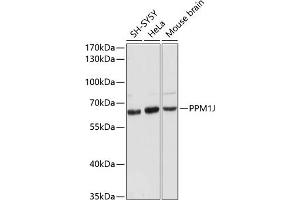 Western blot analysis of extracts of various cell lines, using PPM1J antibody (ABIN6132509, ABIN6146046, ABIN6146047 and ABIN6216619) at 1:3000 dilution.