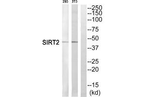 Western blot analysis of extracts from 293 cells and NIH/3T3 cells, using SIRT2 antibody. (SIRT2 Antikörper  (C-Term))