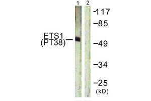 Western blot analysis of extracts from HepG2 cells using ETS1 (Phospho-Thr38) Antibody. (ETS1 Antikörper  (pThr38))