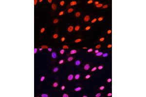 Immunofluorescence analysis of NIH/3T3 cells using Pan DiMethyl-lysine antibody (ABIN7266777) at dilution of 1:100. (Dimethyl-Lysine Antikörper)