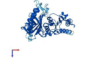 FBP2 Protein (AA 1-339) (His tag)