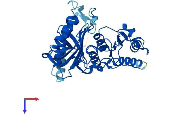 FBP2 Protein (AA 1-339) (His tag)