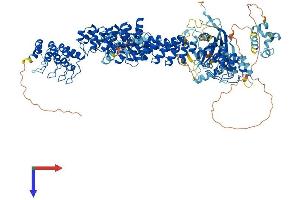 TNKS2 Protein (AA 1-1166) (His tag)