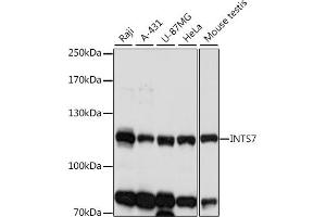 Western blot analysis of extracts of various cell lines, using INTS7 antibody (ABIN7267914) at 1:1000 dilution. (INTS7 Antikörper  (AA 702-948))