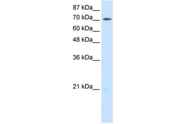 ZBTB48 Antikörper  (N-Term)