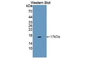 Detection of Recombinant MUC5B, Human using Polyclonal Antibody to Mucin 5 Subtype B (MUC5B) (MUC5B Antikörper  (AA 5366-5444))