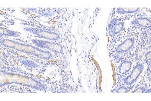 Detection of CLCA1 in Human Small intestine Tissue using Polyclonal Antibody to Chloride Channel Accessory 1 (CLCA1) (CLCA1 Antikörper  (AA 416-670))