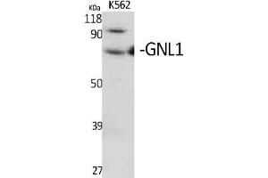 Western Blot analysis of various cells using GNL1 Polyclonal Antibody. (GNL1 Antikörper  (AA 30-110))