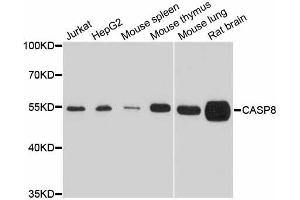 Western blot analysis of extracts of various cell lines, using Casp8 antibody (ABIN5997368) at 1/1000 dilution. (Caspase 8 Antikörper)