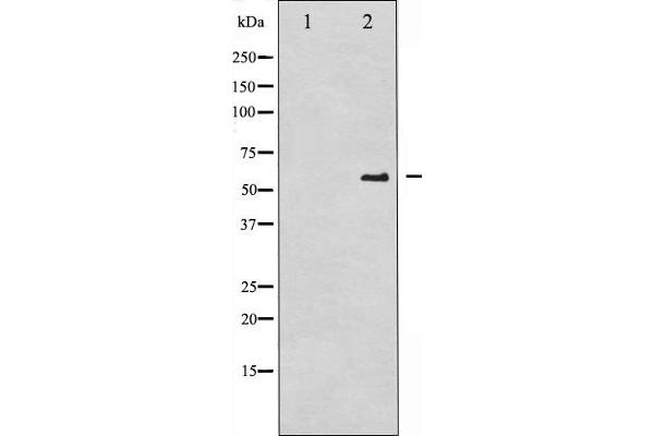 CDC25A Antikörper  (pSer75)