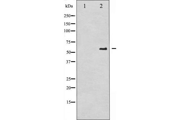 CDC25A antibody  (pSer75)