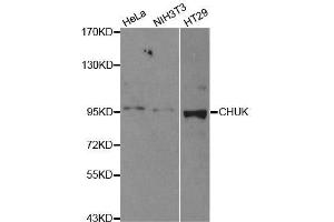 Western Blotting (WB) image for anti-conserved Helix-Loop-Helix Ubiquitous Kinase (CHUK) (C-Term) antibody (ABIN3022825)