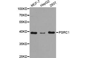Western blot analysis of extracts of various cell lines, using PSRC1 antibody (ABIN5973194) at 1/1000 dilution. (PSRC1 Antikörper)