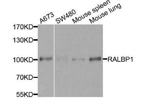 Western blot analysis of extracts of various cell lines, using RALBP1 antibody. (RALBP1 Antikörper  (AA 396-655))