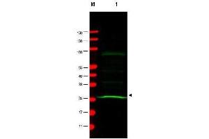 Western blot using  Mab anti-MAD2L1 antibody shows detection of a band at ~24 kDa (arrowhead) corresponding to MAD2L1 present in a HeLa whole cell lysate (lane 1). (MAD2L1 Antikörper)