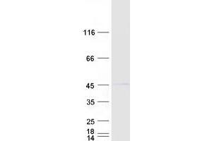 Validation with Western Blot (RNF2 Protein (Myc-DYKDDDDK Tag))