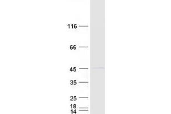 RNF2 Protein (Myc-DYKDDDDK Tag)