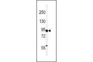 Western blot analysis of HIF1Alpha Antibody (C-term) (ABIN392176 and ABIN2841888) in MDA-M cell line lysates (35 μg/lane). (HIF1A Antikörper  (C-Term))