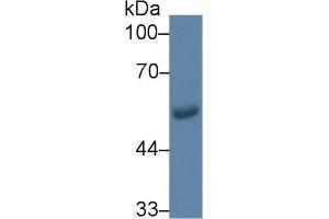 Detection of GLUT1 in Human Saliva using Monoclonal Antibody to Glucose Transporter 1 (GLUT1) (GLUT1 Antikörper  (AA 251-329))