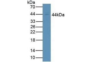 Western Blotting (WB) image for anti-Fc Fragment of IgG, High Affinity Ia, Receptor (CD64) (FCGR1A) (AA 73-294) antibody (ABIN7440284)
