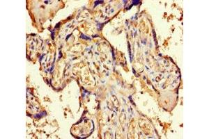 Immunohistochemistry of paraffin-embedded human placenta tissue using ABIN7162269 at dilution of 1:100 (ORC4 Antikörper  (AA 1-436))