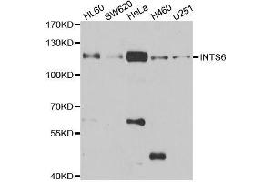 Western blot analysis of extracts of various cell lines, using INTS6 antibody. (INTS6 Antikörper  (AA 1-280))