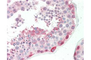 Anti-BAG6 / G3 / Scythe antibody IHC staining of human testis. (BAT3 Antikörper  (AA 943-992))