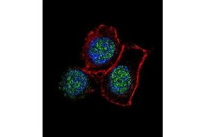 Confocal immunofluorescent analysis of JMJD3 Antibody (N-term) (ABIN387862 and ABIN2844039) with Hela cell followed by Alexa Fluor 488-conjugated goat anti-rabbit lgG (green). (Kdm6b Antikörper  (N-Term))