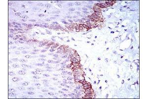 Immunohistochemistry (IHC) image for anti-Breast Cancer 1 (BRCA1) (AA 229-335) antibody (ABIN1846101) (BRCA1 Antikörper  (AA 229-335))